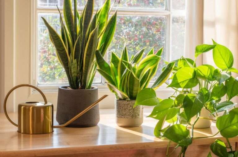Indoor Plants: Enhancing Aesthetics and Air Quality