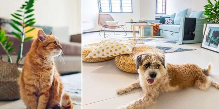 The Best Flooring Options for Pet Owners